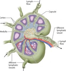 <p>A = Capsule</p><p>B = Medulla</p><p style="text-align: left">C = Cortex</p><p>D = Efferent</p><p>E = Afferent</p>