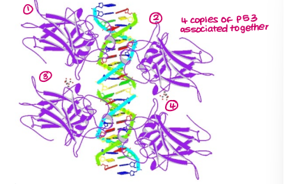 <p>forms tetramer with 3 other TP53 molecules</p>