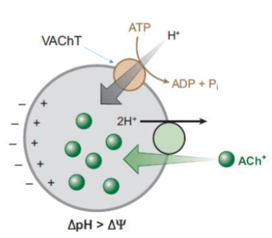 <p>VAChT uses a proton (H⁺) gradient established by a vesicular proton pump to drive ACh uptake into vesicles.</p>