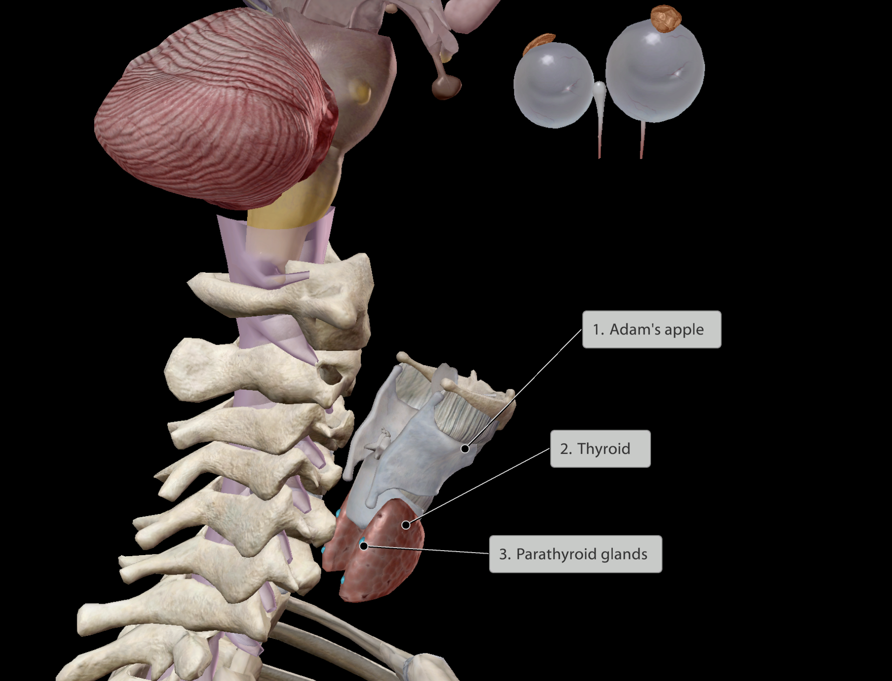 <p><strong><em><mark data-color="yellow" style="background-color: yellow; color: inherit;"><u>Thyroid</u></mark></em></strong></p><p><strong><em><u>Some main functions:</u></em></strong></p><ul><li><p>Helps regulate:</p><ul><li><p><u>Body temperature</u></p></li><li><p><u>Weight</u></p></li><li><p><u>Energy levels</u></p></li></ul></li></ul><p><strong><em>Goiter</em></strong>: Condition where there is extreme enlargement of the thyroid gland</p><p></p><p><strong><em><mark data-color="yellow" style="background-color: yellow; color: inherit;"><u>Parathyroid</u></mark></em></strong></p><p><strong><em><u>Some main functions:</u></em></strong></p><ul><li><p>Helps regulate:</p><ul><li><p><u>Calcium blood levels</u></p></li></ul></li></ul><p></p>