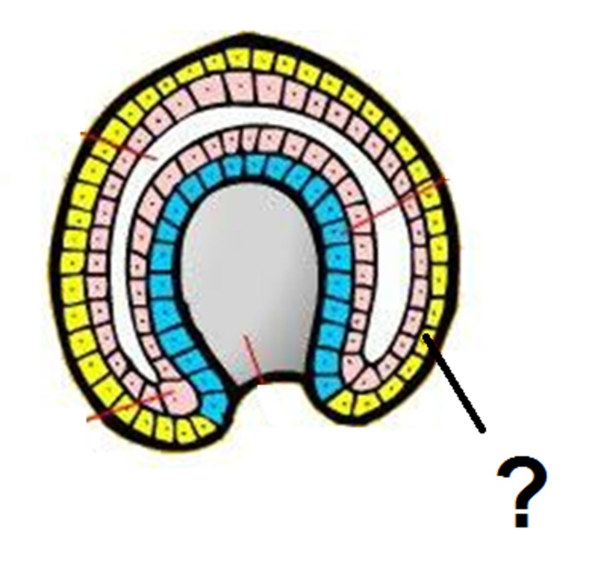 <p>outermost germ layer; produces sense organs, nerves, and outer layer of skin</p>