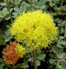 <p><em>Eriogonum umbellatum</em></p>