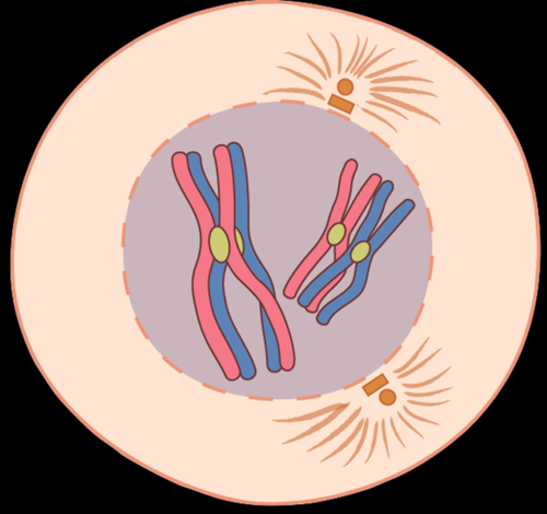 Prophase 1
