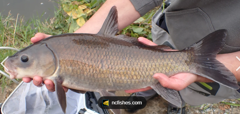 <p>What fish is this and how do you know</p>