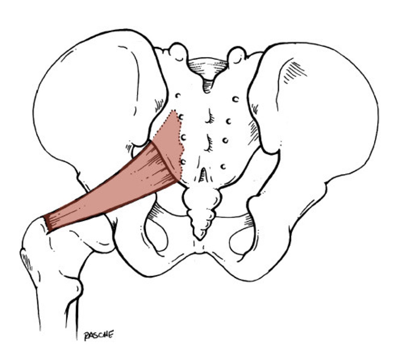 <p>Anterior surface of the sacrum</p>