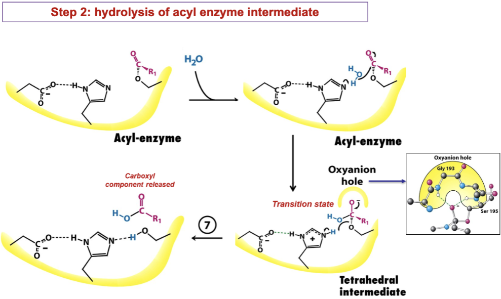 <ol start="5"><li><p>Water binding</p></li></ol><ul><li><p>A water molecule enters active site and takes position once held by amine product</p></li><li><p>His57 orients water molecule for next step</p></li></ul><ol start="6"><li><p>Nucleophilic attack of water on the acyl-enzyme intermediate</p></li></ol><ul><li><p>His57 accepts proton from water→ forms hydroxide anion</p></li><li><p>Hydroxide anion attacks carbonyl carbon of acyl-enzyme intermediate</p></li><li><p>Forms second tetrahedral intermediate (stab. by oxyanion hole)</p></li></ul><ol start="7"><li><p>Collapse of second tetrahedral intermediate</p></li></ol><ul><li><p>Second tetrahedral intermediate collapses, reforming carbonyl double bond</p></li><li><p>Bond between Ser195 and substrate breaks</p></li><li><p>His57 donates proton back to Ser195, reforming its -OH</p></li></ul><ol start="8"><li><p>Release of carboxylic acid component</p></li></ol><ul><li><p>The carboxylic acid product (the C-terminal fragment of the substrate) is released</p></li><li><p>Enzyme is fully regenerated/ready for another catalytic cycle</p></li></ul><p></p>