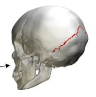 <p>Unites 2 parietal bones with occipital bone</p>