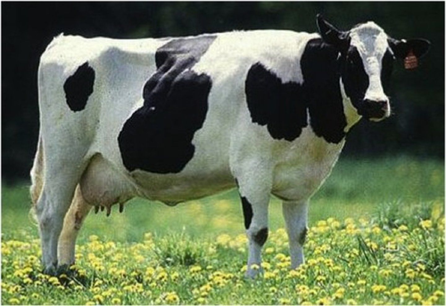 <p>cow</p>