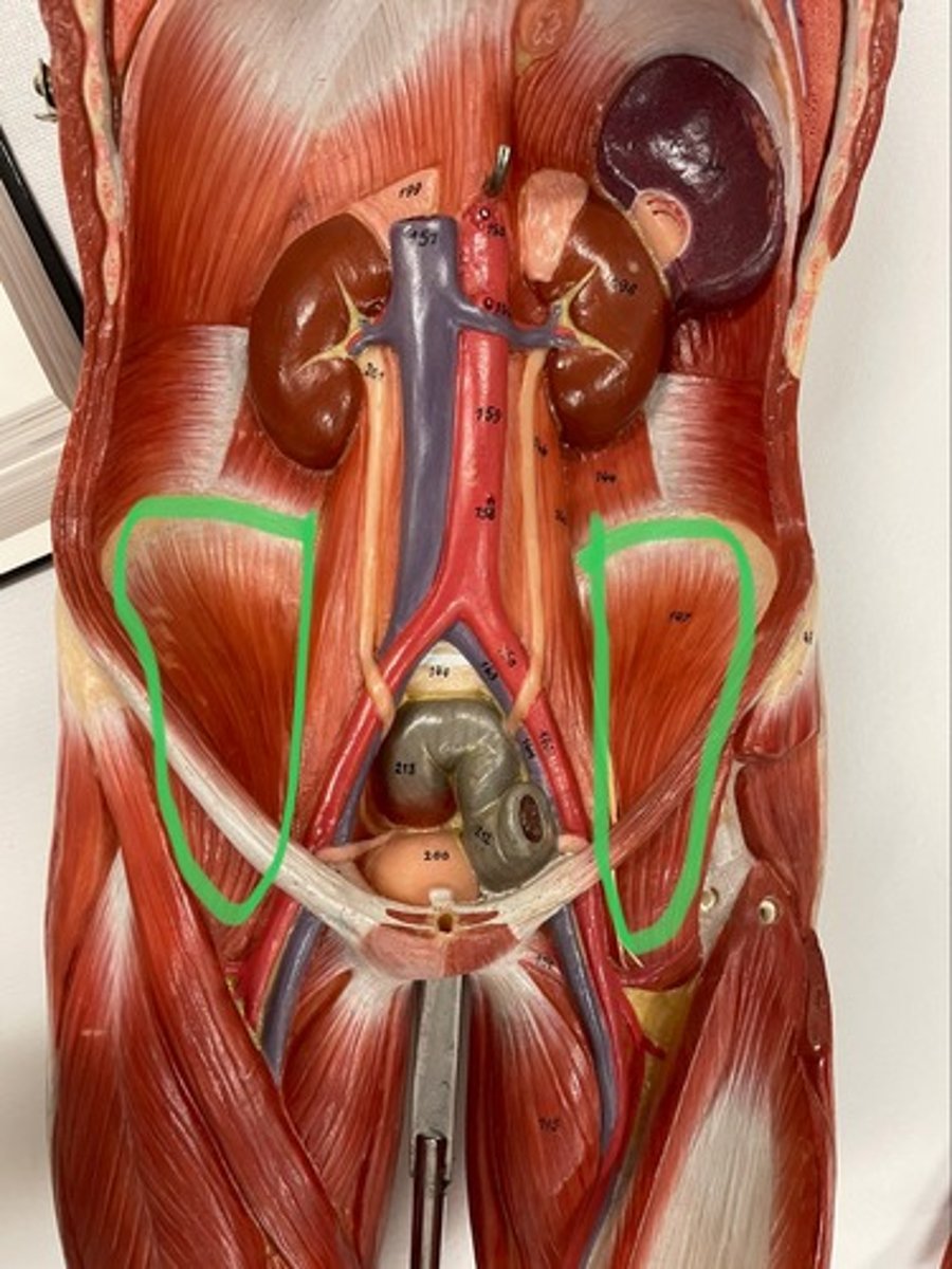<p>O: iliac fossa of ilium; vertebrae T12-L3</p><p>I: lesser trochanter of femur</p><p>A: flex hip</p>