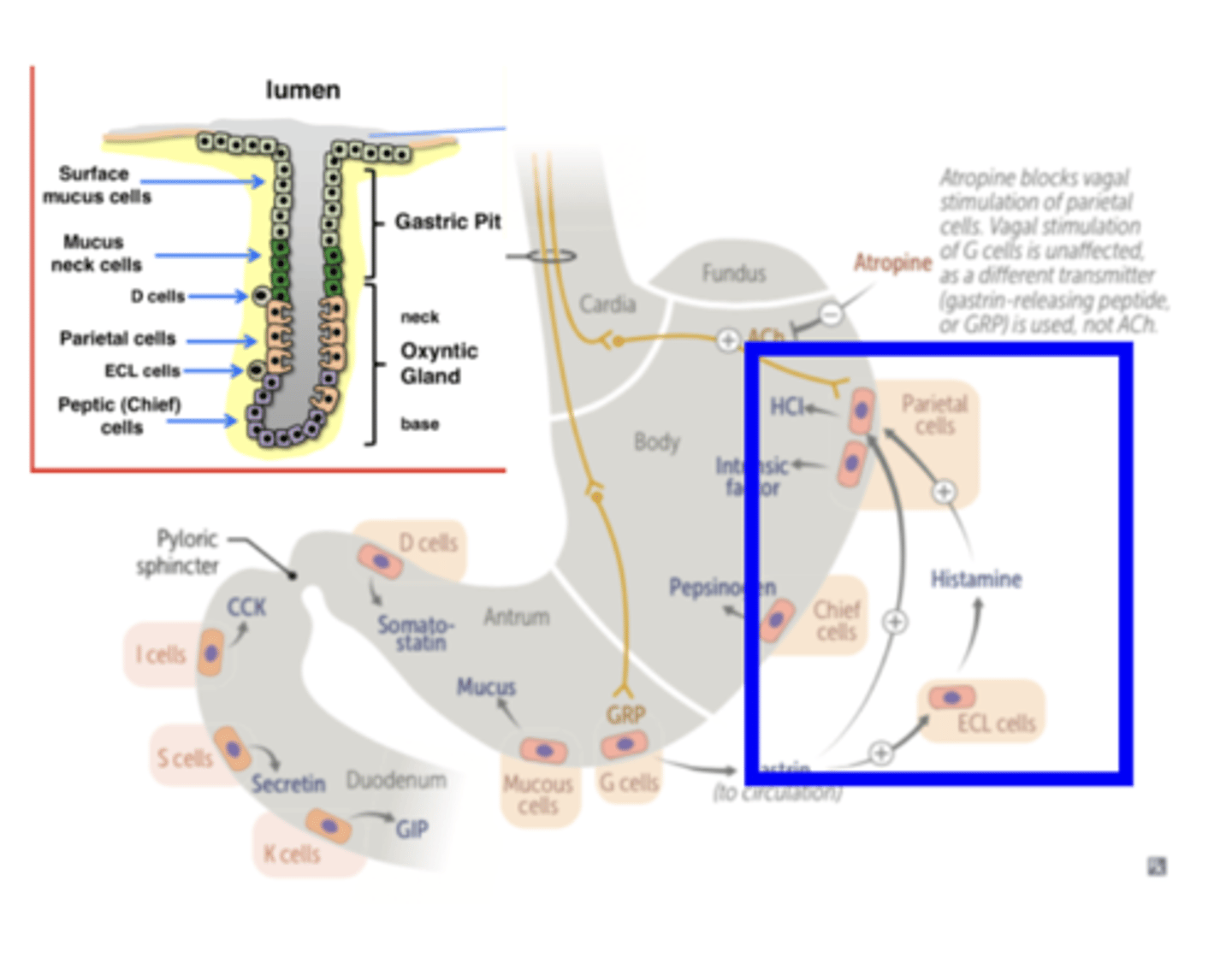 <p>Histamine, a paracrine agent, is secreted by mucosal Entero Chromaffin-Like cells (ECL Cells)</p><p>- Histamine stimulates H+ secretion through H2 Receptors that activate cyclic AMP (cAMP) via an adenylate cyclase (AC) pathway </p><p>- pathway is independent of both vagal and gastrin stimulation</p>