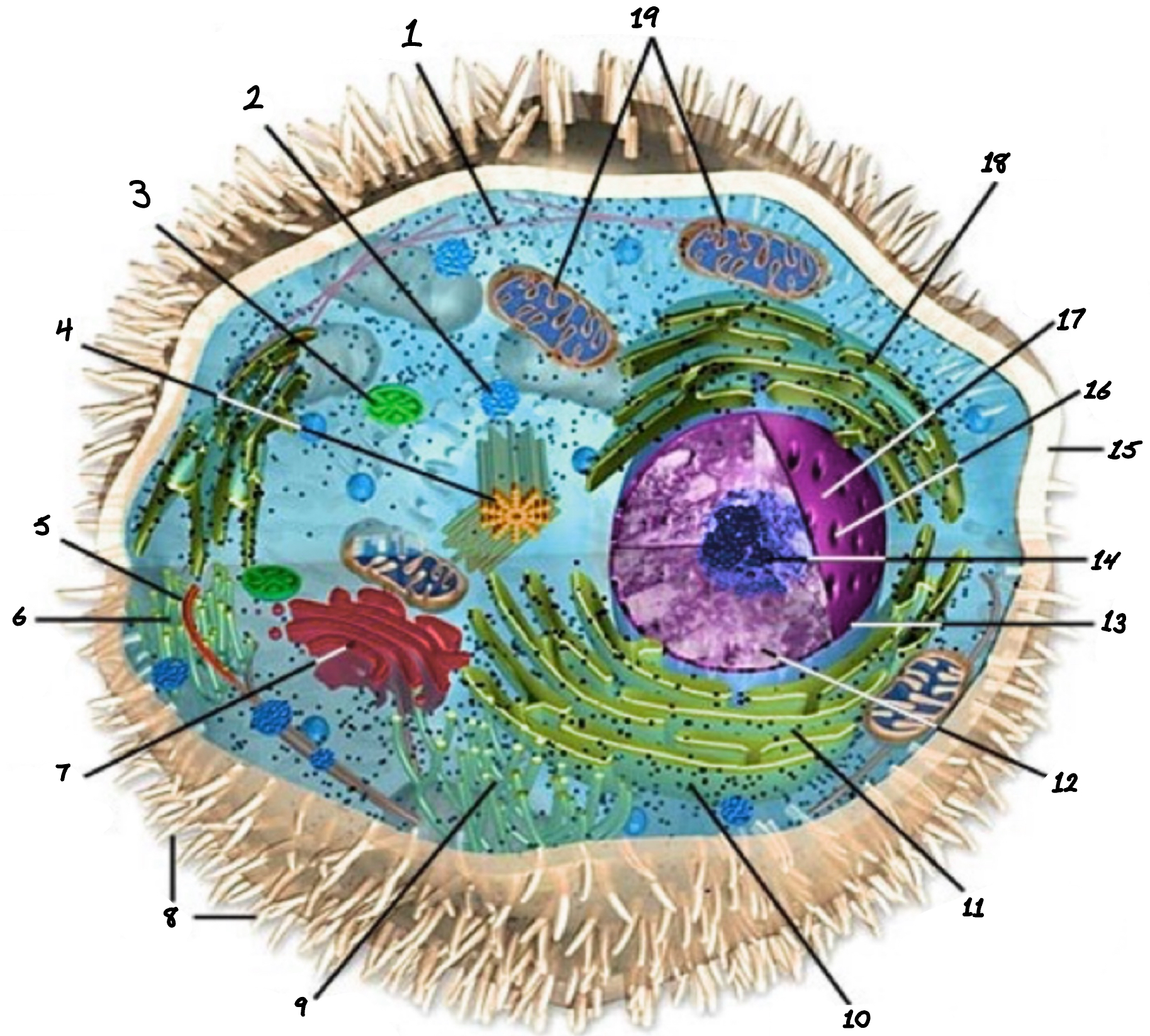 <p>4</p>