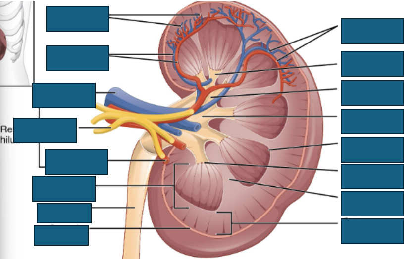<p>kidney anatomy</p>
