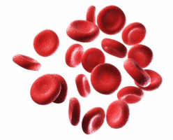 <p><strong>RED BLOOD CELL</strong></p>