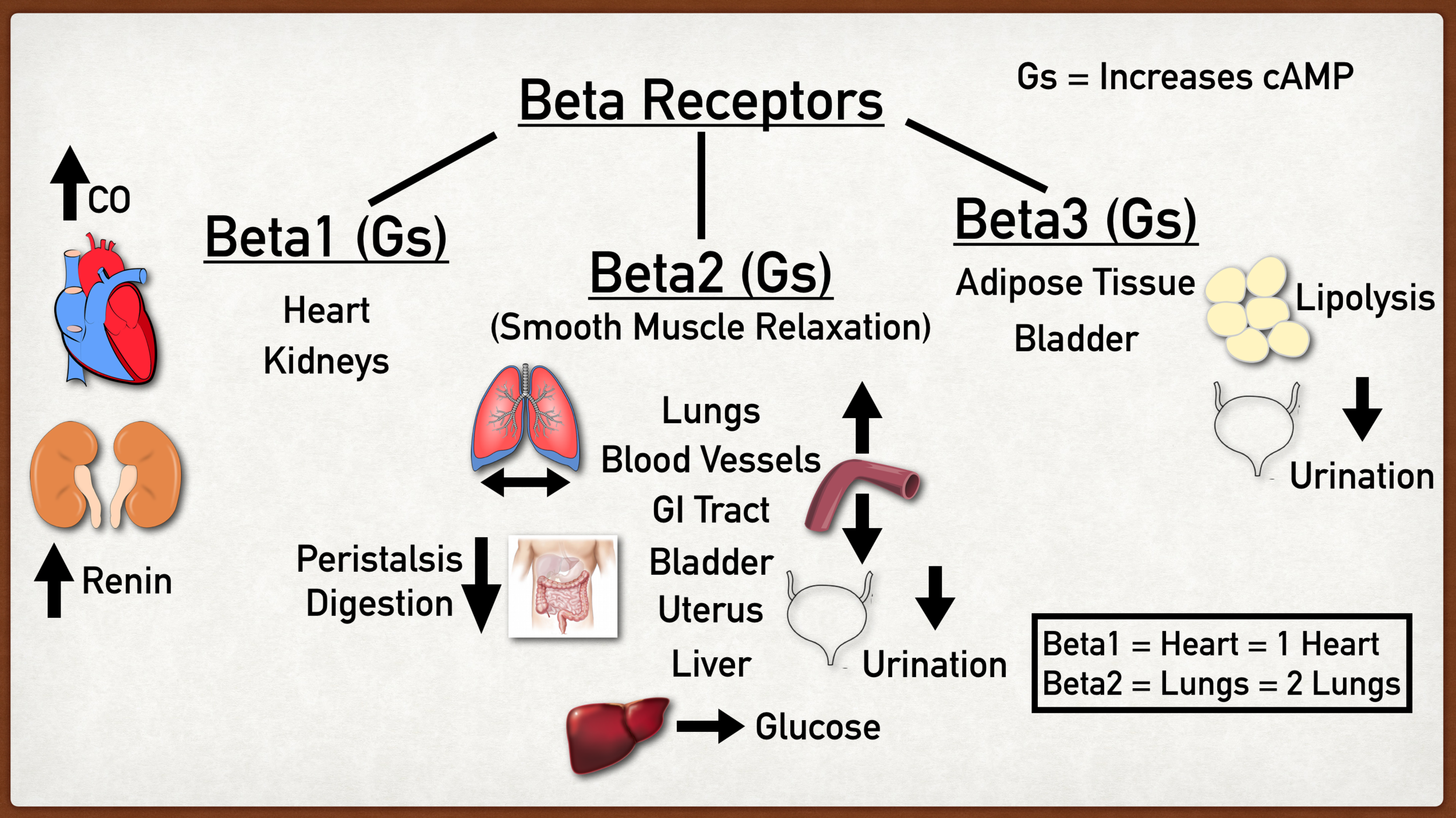 <p>Alla beta-receptorer är GPCR och kommer att <strong>aktivera cAMP</strong> → aktivt PKA. </p><ul><li><p><strong>Beta-1</strong>: Finns i hjärtat (positiv kronotrop och inotrop effekt) och juxtaglomerulära celler i njuren (frisättning av renin). </p></li><li><p><strong>Beta-2</strong>: Finns i glattmuskulatur i tex bronker (bronkodilatation) och lever (glykogenolys). </p></li><li><p><strong>Beta-3</strong>: Fettväv (lipolys) och urinblåsa (relaxation). </p></li></ul>