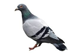 <p>pigeon</p>