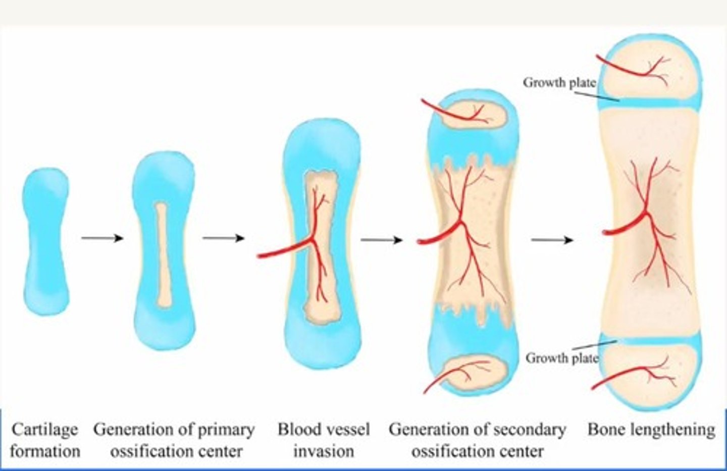 <p>Where the bone first forms, visible at birth.</p>