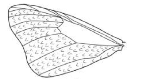 <p>Name what kind of wing this is and and example of the order it is found in</p>