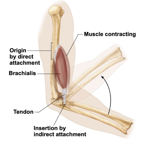 <p><strong>Fleshy (direct):</strong> short CT fibers attach fascicles directly to bone.<br><strong>Indirect (common):</strong> connective tissue extends beyond the muscle as a tendon (cordlike) or aponeurosis (flat sheet).</p>