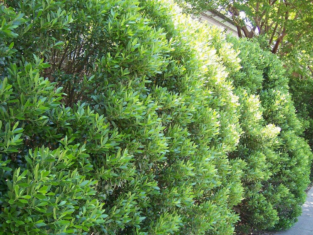 <p>Leaves: Leathery, dark green, glossy, and flat, with a noticeable vein down the middle </p><p>Flowers: Greenish-white, inconspicuous flowers that bloom in spring </p><p>Fruits: Firm, shiny, black, pea-sized berries that ripen in early fall and persist through winter </p>