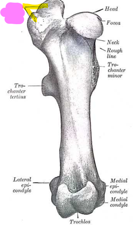 <p>Site of glutes attachment</p>
