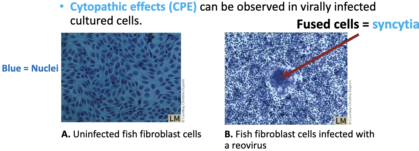 <ul><li><p>Tissue culture of <strong><em>host cells</em></strong> must be used to grow the targets for the viruses.</p><ul><li><p><strong>Cytopathic effects (CPE)</strong> can be observed in virally infected cultured cells (ex: fused cells = syncytia)</p></li></ul></li></ul><p></p>