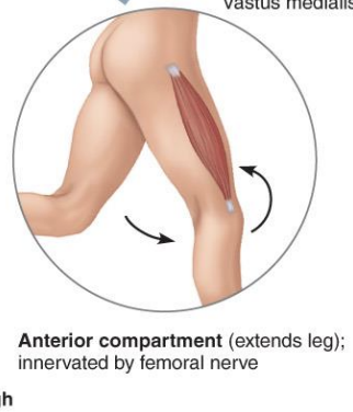 <p><strong>Anterior Compartment of the thigh</strong></p>