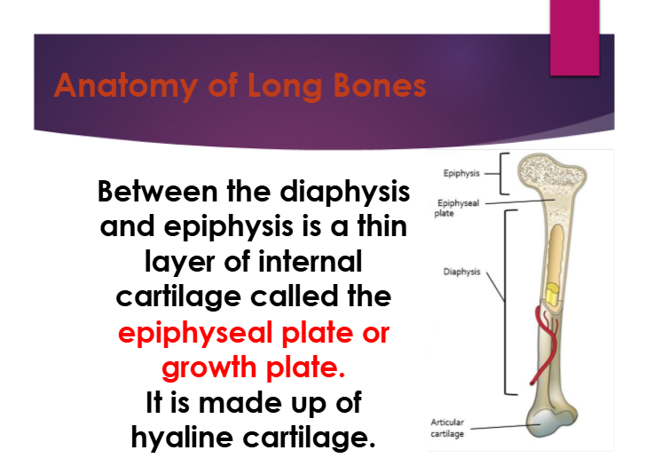 <p>epiphyseal/growth plate</p>