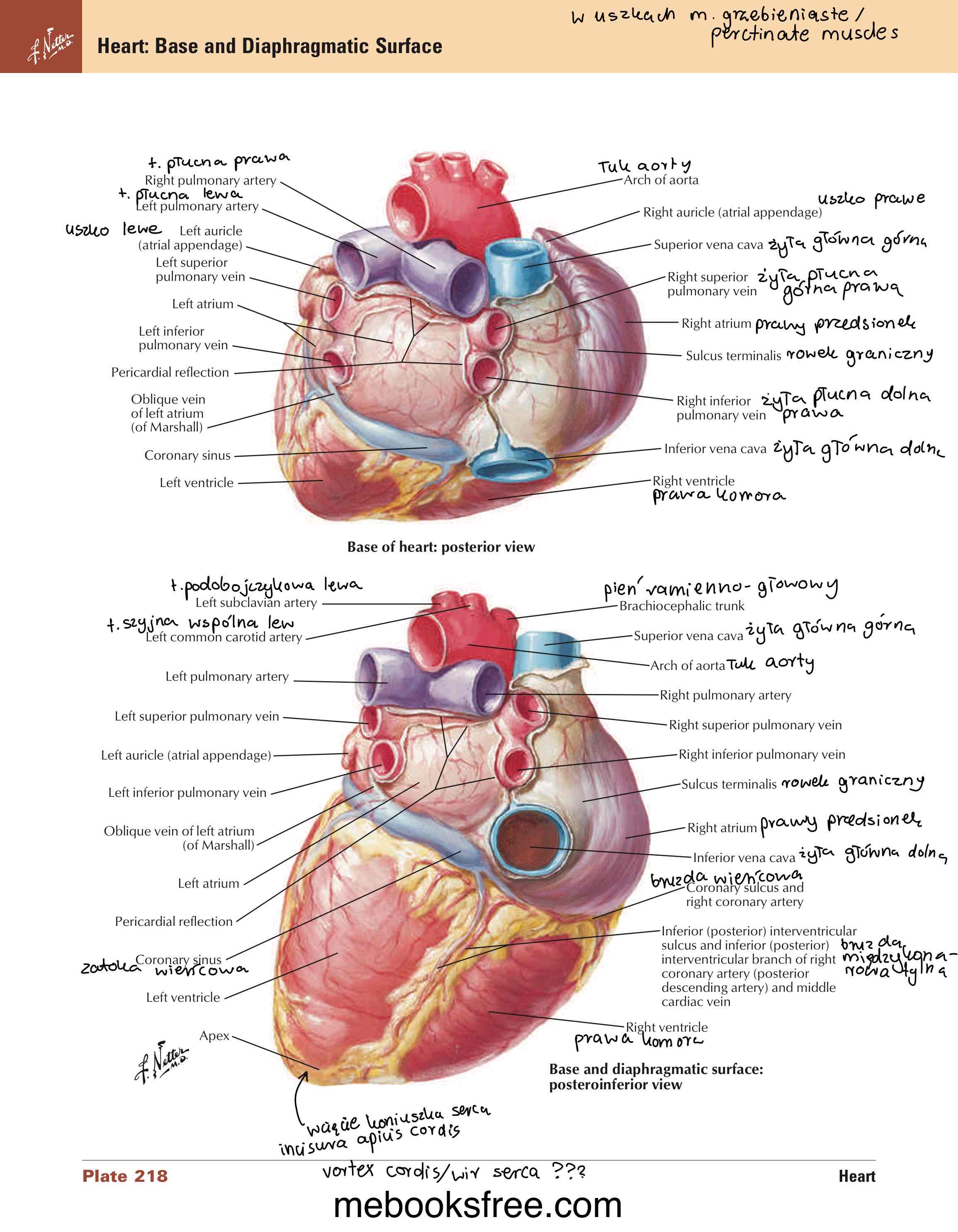 <ul><li><p>na koniuszku serca</p></li><li><p>miejsce przejścia warstwy skośnej w podłużną z pominięciem warstwy okrężnej (warstwa skośna najbardziej na zew i tylko w komorach a nie przedsionkach, warstwa podłużna najbardziej wew)</p></li></ul><p></p>