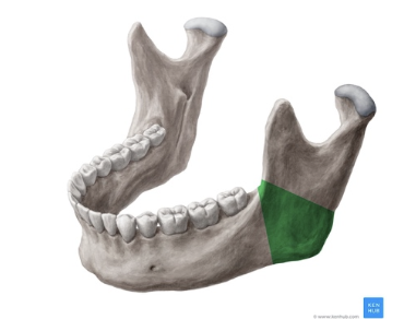 También llamado Goneón mandibular