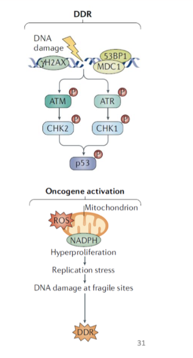 <ol><li><p>DDR- <span style="background-color: inherit; line-height: 22px; color: windowtext;"><span>Cause phosphorylation of p53</span></span><span style="line-height: 22px; color: windowtext;"><span>&nbsp;</span></span></p></li><li><p>hyperactive oncogenic signalling- <span style="background-color: inherit; line-height: 22px; color: windowtext;"><span>Due to oxidative stress or ROS</span></span><span style="line-height: 22px; color: windowtext;"><span>&nbsp;</span></span> </p></li></ol><ul><li><p>Evading apoptosis is a key step during carcinogenesis and therapy resistance</p></li></ul><ul><li><p>Numerous mechanisms to resist cell death</p></li></ul><p></p>