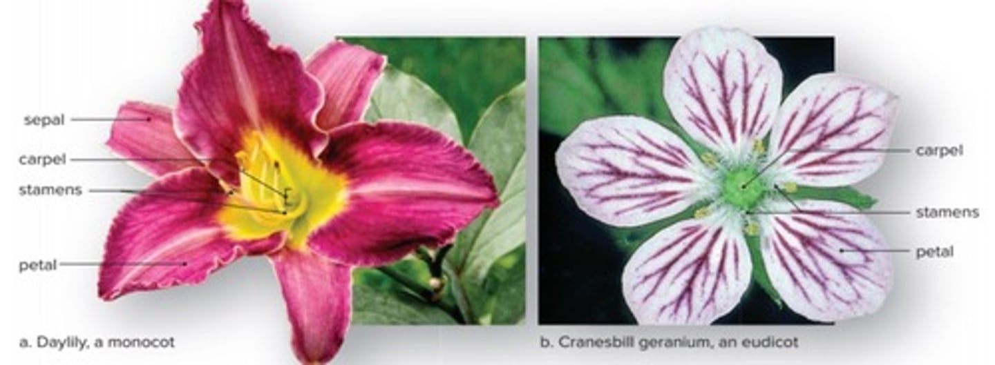 <p>Monocots have sepals while dicots do not.</p>
