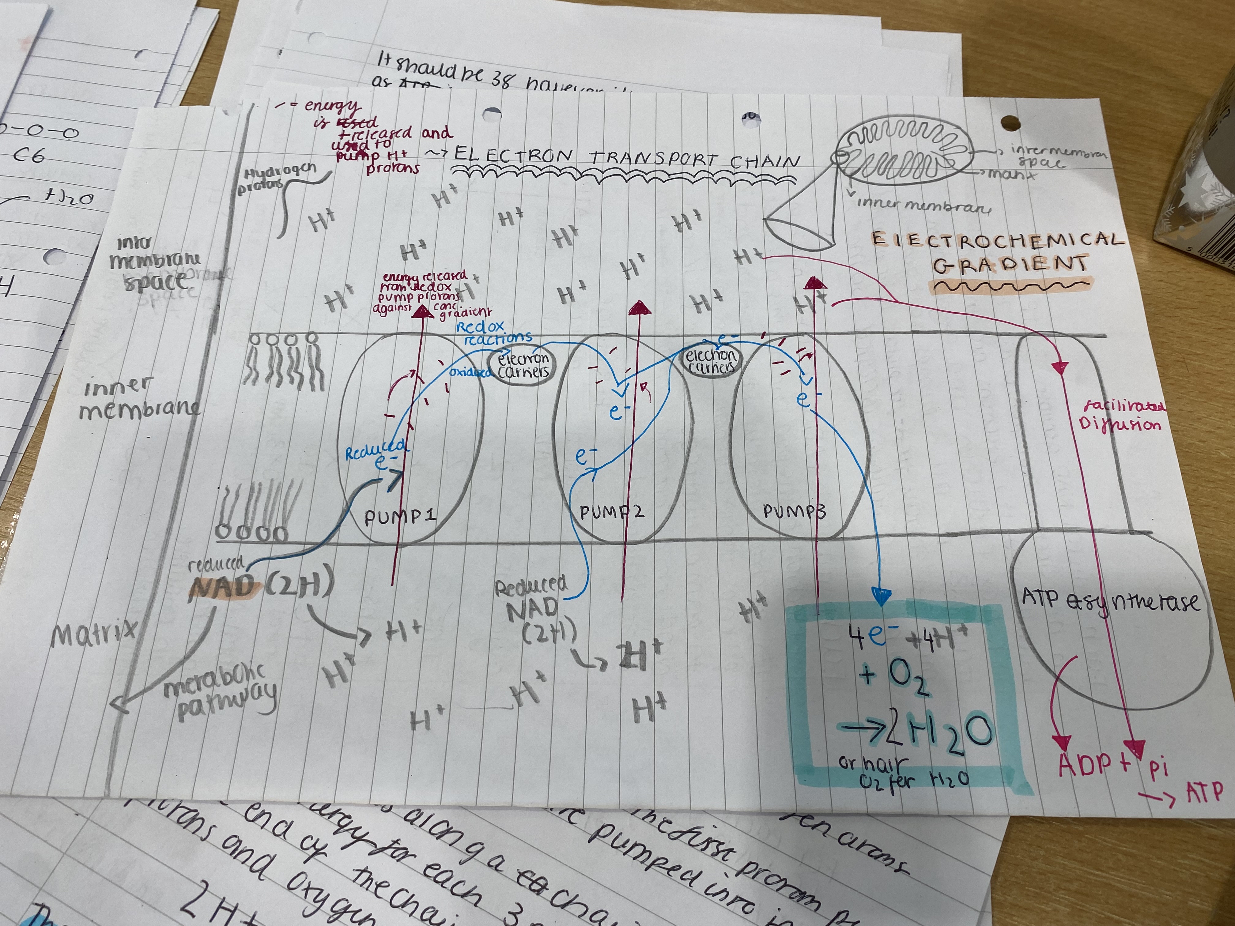 <p>The ETC is a series of enzyme reduction and oxidation reactions in pumps and carriers from transfer of electrons from donor to acceptor mol.</p><ol><li><p>Reduced NAD arrives at the Cristae membrane and is oxidised by oxygen to release electrons and protons</p></li><li><p>The electrons enter the first pump where they are involved in a series of redox reactions to release energy from the electrons</p></li><li><p>This energy pumps the hydrogen ions in the matrix against their conc. grad. into the inner membrane space across the membrane.</p></li><li><p>The electrons move to electron carriers and pumps 2 and then another electron carrier to pump 3. Along here they are involved in a series of redox reactions to release energy from the electrons to pump the hydrogen protons to inner membrane space</p></li><li><p>reduced FAD releases its electrons at pump 2 by oxidation so releases less energy through its redox reactions so produces less ATP</p></li><li><p>This builds up an electrochemical gradient that generates a potential energy causing the protons by facilitated diffusion to diffuse down conc. grad. via the stalked particle from the inner space to matrix. The stalked particle also contains ATP synthetase where the potential energy from the proton gradient oxidative phosphorylates ADP to ATP.</p></li><li><p>The protons combine with oxygen and the electrons from The ETC to produce water - ½ O2 + H + E- = H2O. This is why oxygen is the final electron acceptor.  </p></li></ol><p></p>
