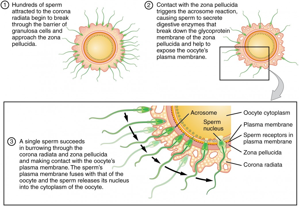<p>It helps prevent polyspermy from happening, allowing only one sperm cell to enter at once,</p>