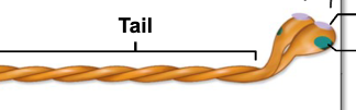 <p>Thick filaments</p>