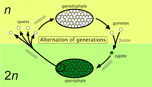 <p>sporophyte- produces spores (on a fern, a sori)</p><p>spore undergoes mitosis and produces a gameophyte (haploid that makes gametes)</p><p>gametes come together to make a zygote</p><p>asexual reproduction (spore) sexual reproduction (gamete)</p>