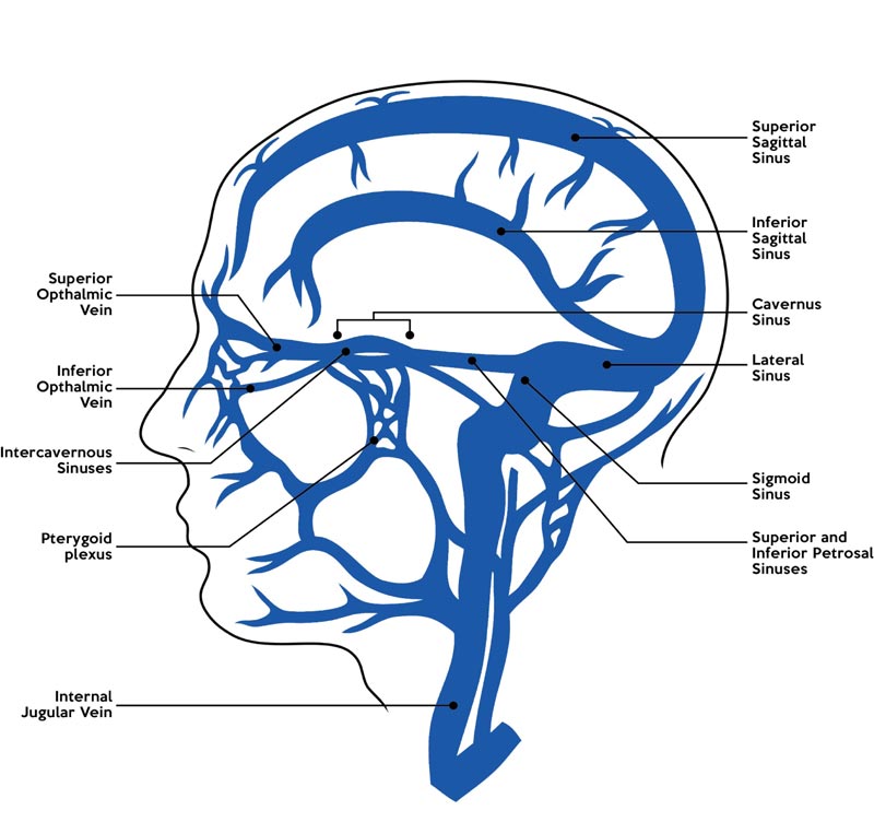 <p>drains the superior and inferior ophthalmic veins from the superior orbital fissure</p><p>drains the superficial middle cerebral vein and sphenoparietal sinuses</p>