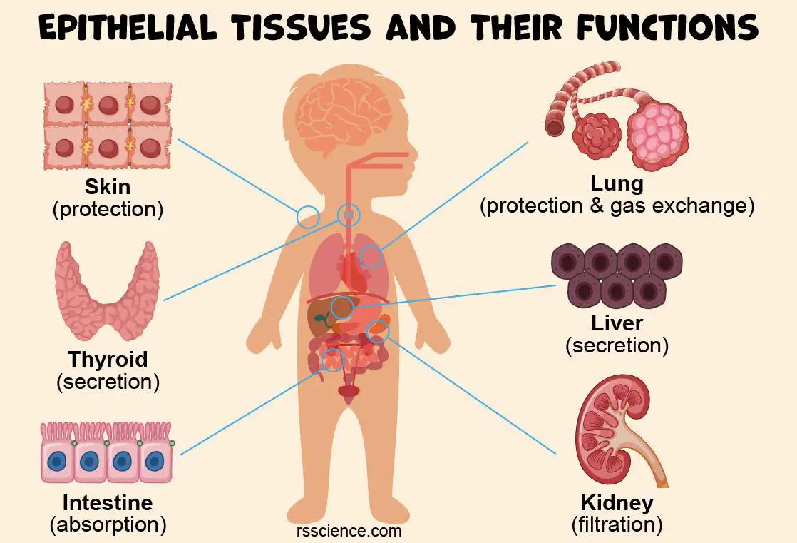 <p>examples of epithelial tissue</p>