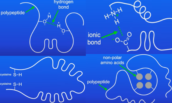 <p>form between the R groups of amino acids in polypeptide chains</p><p>type of bonding depends on the amino acids present and contributes to the final 3D shape</p><ol><li><p>hydrogen bonding - between the slightly negative oxygen atom of a hydroxyl group of one amino acid and the slightly positive hydrogen atom of another, weak bonds, can be broken by high temperatures or pH changes</p></li><li><p>ionic bonding - between amino acids with oppositely charged R groups, can be broken by changes in pH</p></li><li><p>disulphide bonds - between the R groups of cysteines, strong, not broken by temperature or pH changes</p></li><li><p>hydrophilic and hydrophobic interactions - weak bonds</p></li></ol>