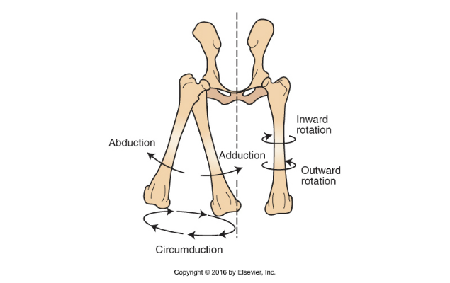 <p>Types of Joint Movement</p>