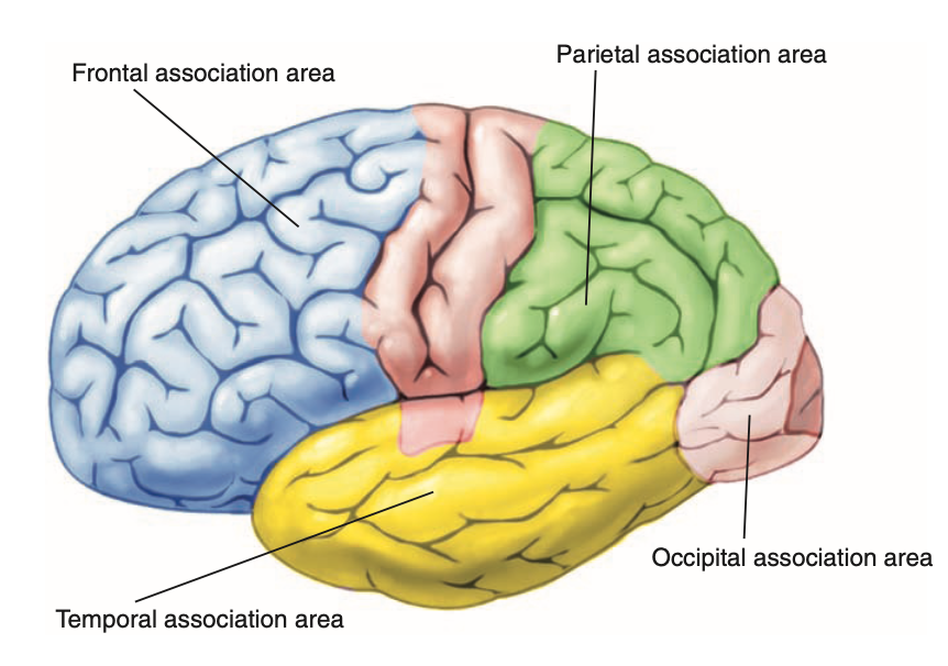 Interprets and integrates sensory info from the primary cortex

\

1. Frontal association
2. Parietal association, 
3. Occipital association
4. Temporal association

\*Think FPOT - fuck pot since it affects your ability to *interpret and integrate sensory info* 

\
basal ganglia and cerebellum