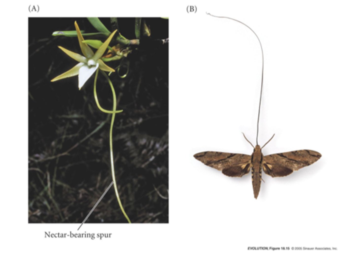 <p>The nectar is found at the end of a 30cm long tube, which only the Sphinx Moth can reach.</p>