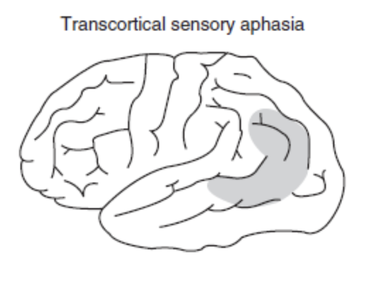 <p>temporal &amp; occipital lobes</p>