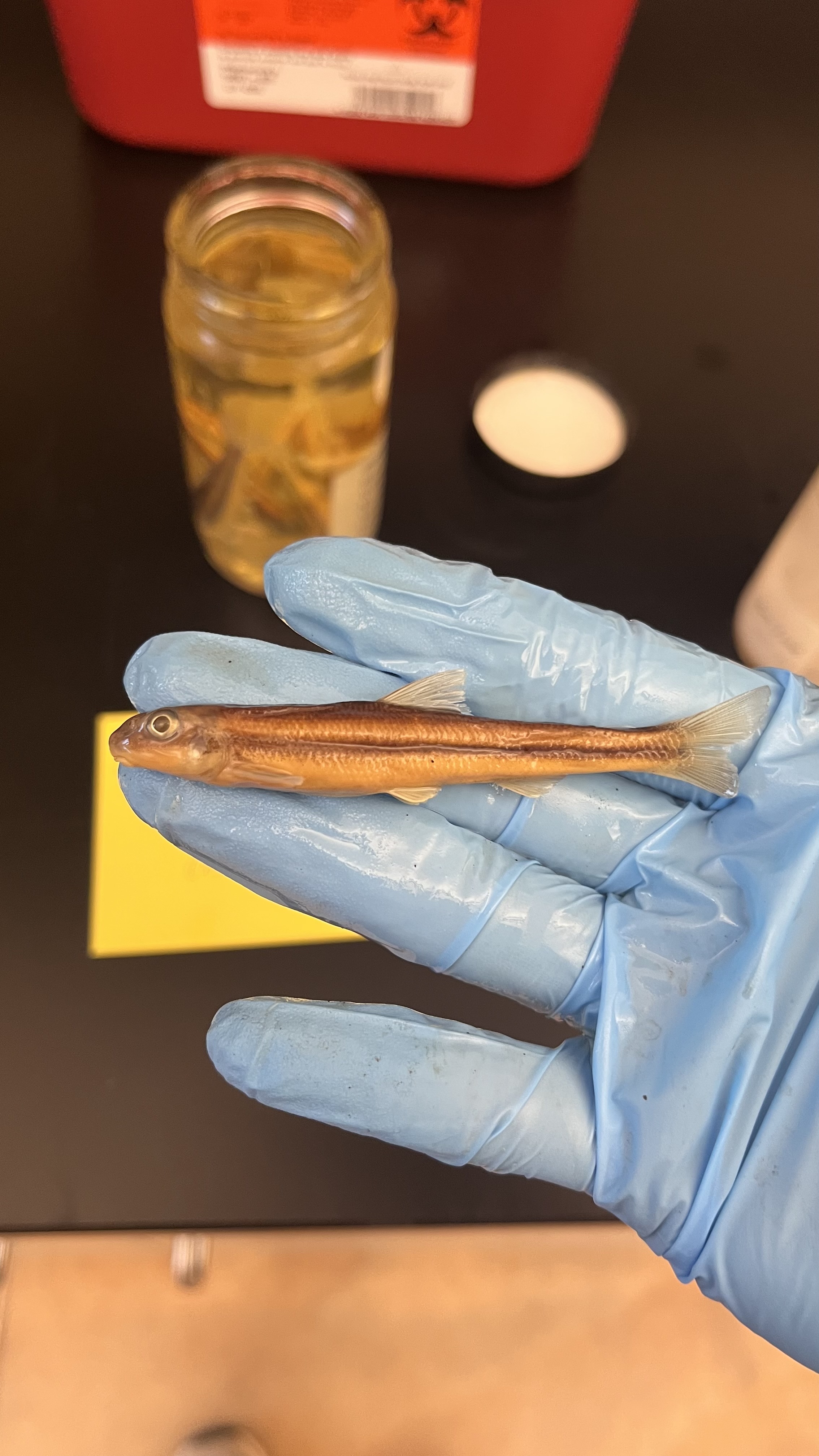 <p>Riffle Minnow</p>