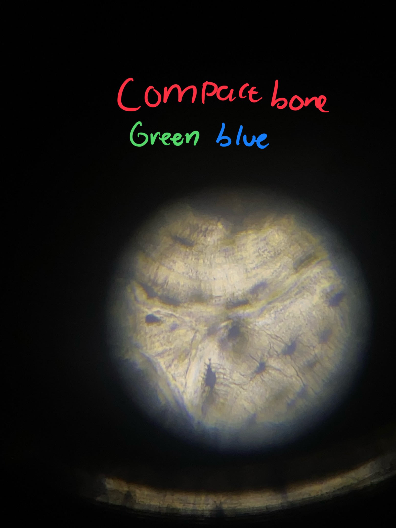 term image