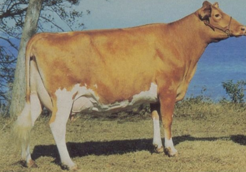 <ul><li><p>﻿Originated in the Isle of Guernsey in France.</p></li><li><p>early maturing breed, they are adaptable and have a gentle behavior.</p></li><li><p>Rank <u>fourth</u> in average <u>milk produced</u> and <u>second</u> in average <u>milkfat</u> produced per cow. They produce <u>milk</u> that is <u>golden in color</u>.</p></li></ul>