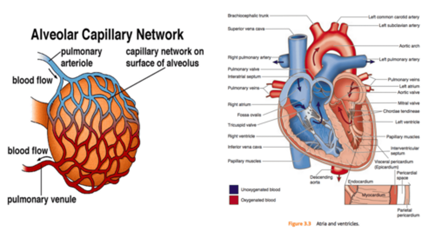 <p>surround the thin tissue membranes of the alveoli; site of gas exchange in blood</p>