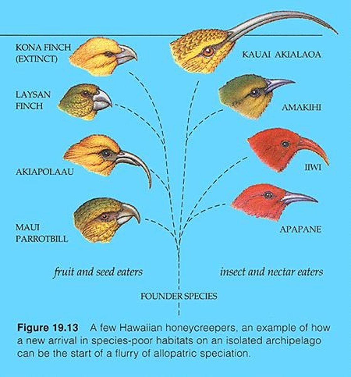 <p>Multiple speciation events that occur when a single species colonizes a new environment.</p>