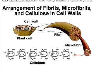 ~ The strong macrofibrils means cellulose provides structural support for cells - cell walls for cells are turgid