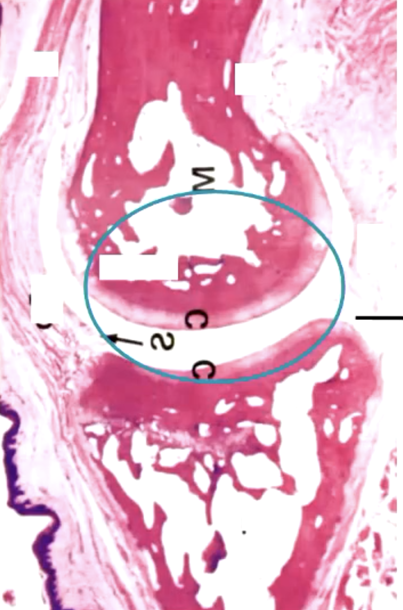 <p>what is this?</p>