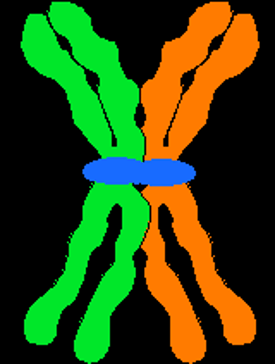 <p>synapse of homologous pairs; four chromatids from homologous chromosomes</p>